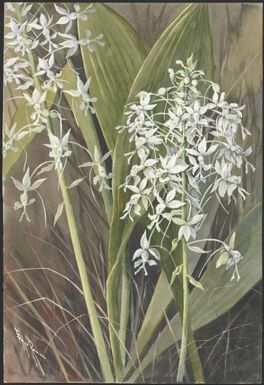 Calanthe veratrifolia R. Br., Papua New Guinea, 1916? Ellis Rowan