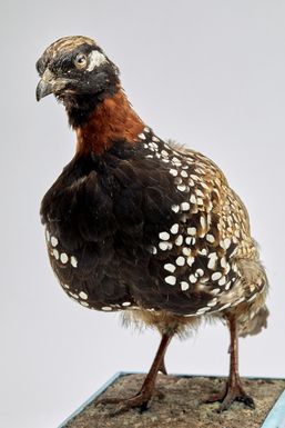 ["Francolin"]