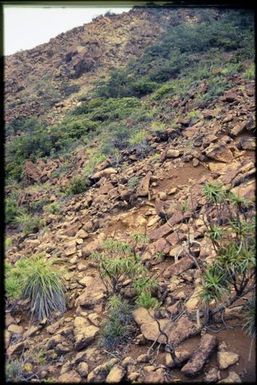 Rock & shrubland