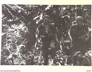 BOUGAINVILLE. 1945-05-20. SIGNALLERS OF 24 INFANTRY BATTALION LAYING CABLE ALONG HAESLERS TRACK FROM D COMPANY TO BATTALION HEADQUARTERS DURING THE OUTFLANKING MOVE ONTO BUIN ROAD. IDENTIFIED ..