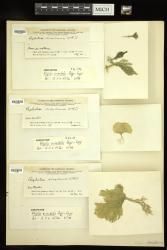 Rhipilia orientalis