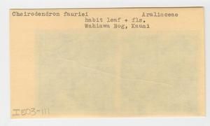 [Cheirodendron faurieri in Hawaii, envelope IE03-111]