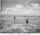 Scientists poisoning fish in reef around Namu Island, 1947