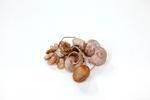 Snail shell necklace