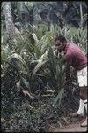 Coconut seedling nursery bed, Siar Plantation