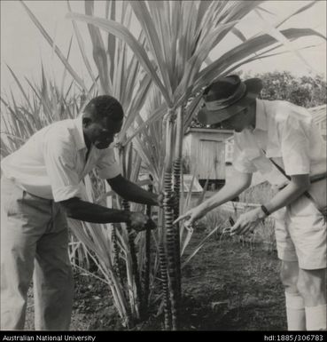 Field Officer and farmer inspecting cane