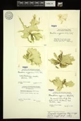 Gayralia oxysperma