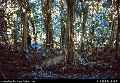 Tahiti - forest behind Marae (temple) Arahurahu, Paea