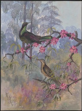 Magnificent riflebird, Ptiloris magnificus, Papua New Guinea, 1917 / Ellis Rowan