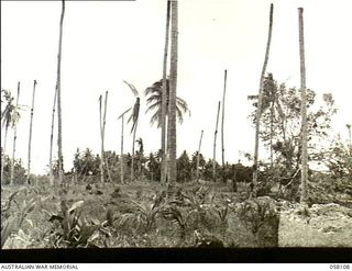 Finschhafen New Guinea. 1943-10-02. Heavy damage to palm trees and other vegetation resulting from Allied bombing and shelling