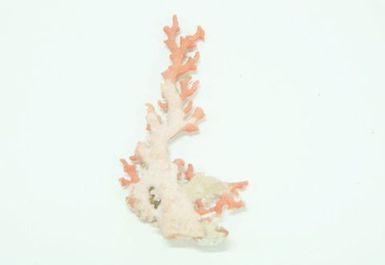 Piece of coral