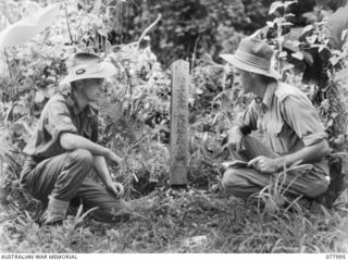 MALMAL MISSION, NEW BRITAIN. 1944-12-30. VX80336 WARRANT OFFICER 2, D. W. LOCKWOOD (LEFT) AND NX15809 LIEUTENANT G. D. HAWKES OF THE "Z" FIELD SECURITY SECTION ATTACHED TO 5TH DIVISION, EXAMINING ..