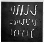 Late or recent style one-piece pearl shell fishhooks, both complete, and partial showing line attachements and point legs. Top row-F3-78, F3-79, F3-76, F2-14, F3-33, F5-12, middle row-F5-3, F2-9, F3-37, F2-20, F2-6,f2-44 bottom row-F5-32, F2-61, F2-62, F5-10, F5-53,F3-38