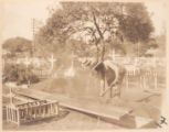 "After The Funeral" Burial Soldier of 27th Infty. U.S.V. Honolulu, HI