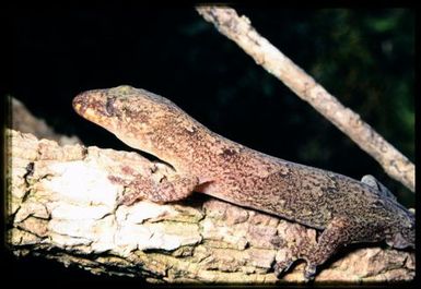 Gecko sp.