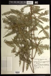 Dicranopteris linearis subsp. ferruginea