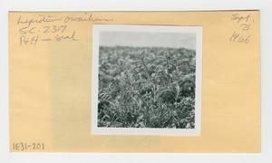 [Lepidium owaihiense in Hawaii, envelope IE31-201]