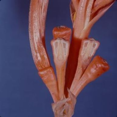 [Helconia inflorescence parts close-up at University of Hawaii, Honolulu County, Hawaii]