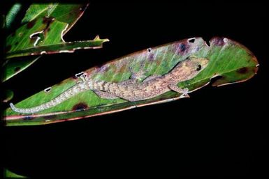 Gecko sp.