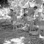 Food preparation, cooked pigs