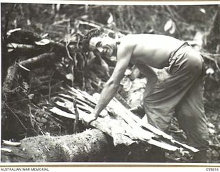 GOODVIEW, NEW GUINEA, 1943-08-11. QX32327 PRIVATE T. B. WILLS OF THE 2/7TH BATTALION WITH AN ARMFUL OF SPLIT BAMBOO WHICH HE IS USING TO MAKE A BED