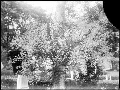 Flowering shrub, Chinnery's garden, Malaguna Road, Rabaul, New Guinea, ca. 1935, 2 / Sarah Chinnery