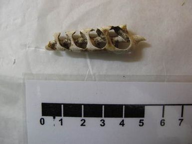 shell, worked
