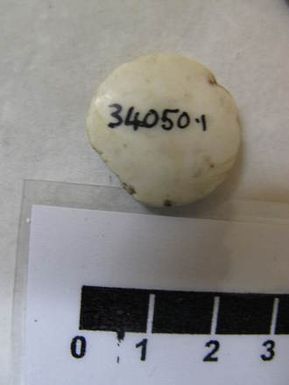 disc, shell