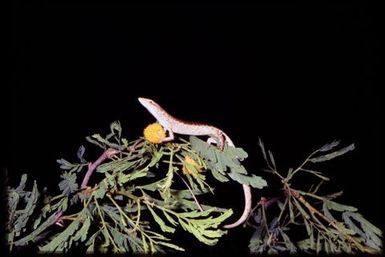 Skink sp.