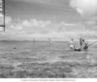 Scientists wading in reef around Namu Island to net poisoned fish, 1947