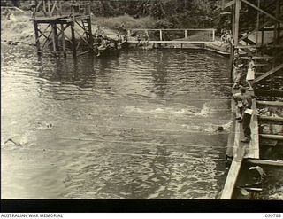 Torokina, Bougainville. 1945-11-04. The finish of the 100 yard freestyle swimming final at the 3 Australian Division swimming carnival held at the Bush Swimming Pool. The winner was NX132330 ..