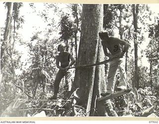 BOUGAINVILLE ISLAND, 1944-11-17. WX2773 SAPPER MCKINNON (1) AND WX15927 LANCE CORPORAL N.M. TRELOAR, 2/2ND FORESTRY COMPANY, USING A CROSSCUT SAW TO FELL A LARGE TREE