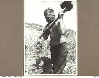 BEBEI, NEW GUINEA. 1943-12-21. VX69798 SAPPER A. F. TETLEY OF NO. 8 PLATOON, 2/6TH AUSTRALIAN FIELD COMPANY, ROYAL AUSTRALIAN ENGINEERS, USING A BROAD AXE TO SQUARE LOGS FOR THE CONSTRUCTION OF A ..