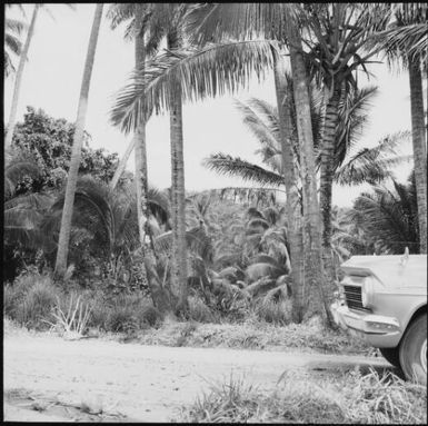 Jungle along the side of a dirt road, Taveuni, Fiji, 1966 / Michael Terry