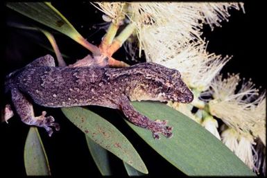 Gecko sp.