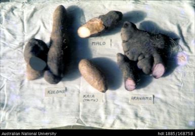 Some varieties of yam grown - Kaparoka