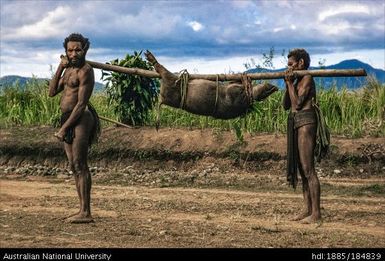 Mt Hagen - Baiyer Valley - natives carrying pig