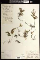 Hymenophyllum reinwardtii