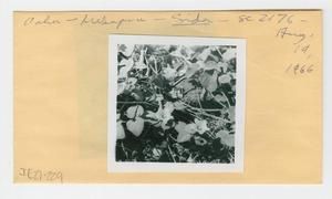 [Sida in Hawaii, envelope IE27-229]