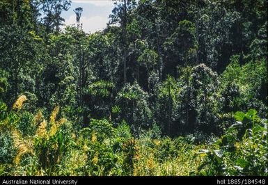 Okapa road - 20 miles to Orona (left of road)