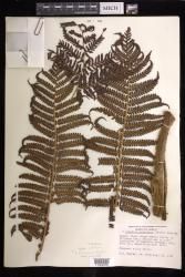Cibotium splendens