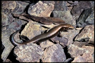 Skink sp.