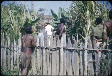 Detail of garden fence : Wahgi Valley, Papua New Guinea, 1954 / Terence and Margaret Spencer