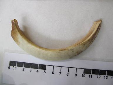tusk