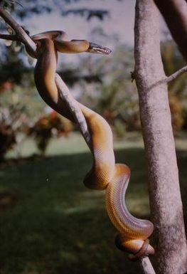[Golden Tree Python in Papua New Guinea]