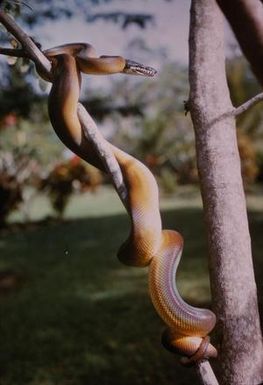 [Golden Tree Python in Papua New Guinea] BRIT-A-AR003-003-04-074