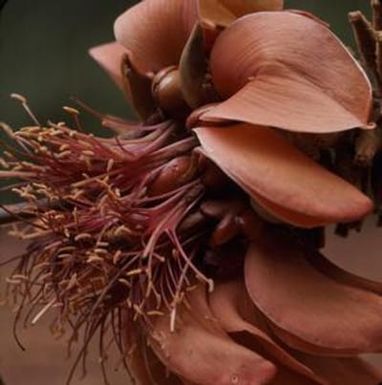 [Erythrina close-up in Kōkeʻe State Park, United States]