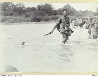 A native carrier attached to the 35th Infantry Battalion, crosses the river with his dog during the unit's advance along the coast towards Wewak