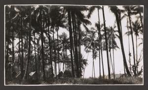 [Palm Trees at Bay]