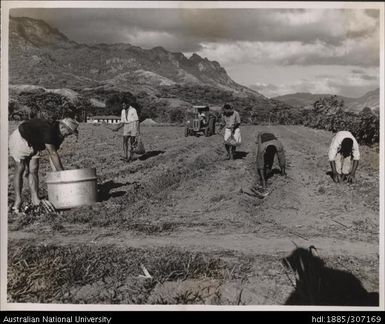 Planting cane